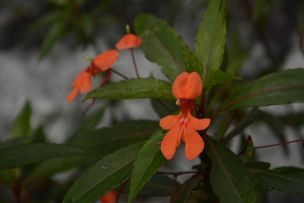 Impatiens verticillata