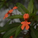 Impatiens verticillata - Photo (c) Siddarth Machado, some rights reserved (CC BY), uploaded by Siddarth Machado