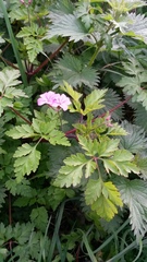 Geranium robertianum