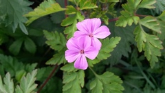 Geranium robertianum