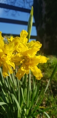 Narcissus