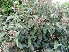 Olearia × macrodonta