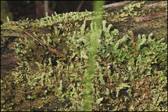 Cladonia rigida