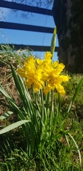 Narcissus
