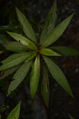Impatiens verticillata