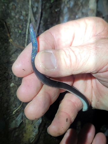 Hoffmann's Earth Snake, Geophis hoffmanni