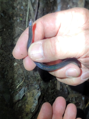 Hoffmann's Earth Snake