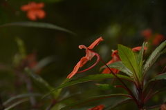 Impatiens verticillata