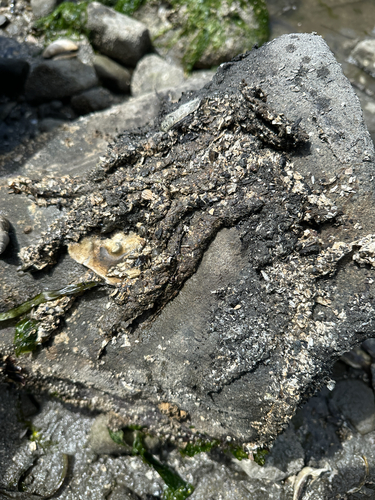 Thelepus crispus