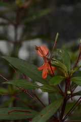 Impatiens verticillata