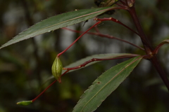 Impatiens verticillata