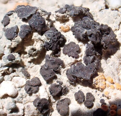 Scaly Stippled Lichen