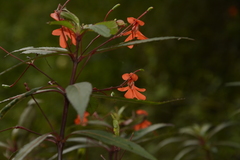 Impatiens verticillata