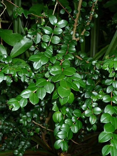 Luma apiculata