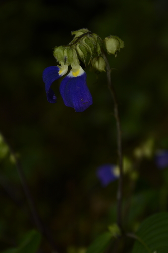 Image of Rhynchoglossum notonianum by (c) Siddarth Machado, some rights reserved (CC BY)