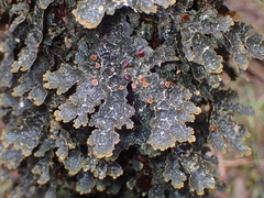Pseudocyphellaria neglecta