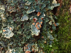 Pseudocyphellaria neglecta