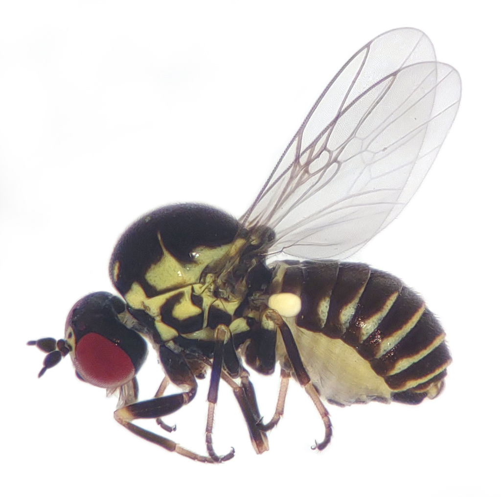 Glabellula crassicornis