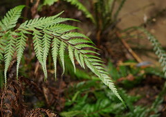 Parapolystichum acuminatum
