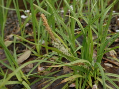 Carex thunbergii