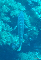Lethrinus erythracanthus