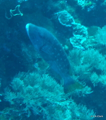 Lethrinus erythracanthus