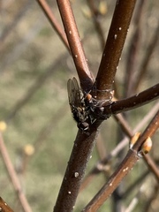 Musca domestica