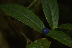 Saprosma glomerulatum