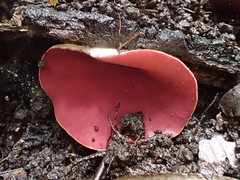 Phillipsia subpurpurea
