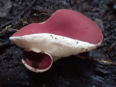 Phillipsia subpurpurea