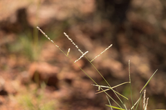 Digitaria hubbardii