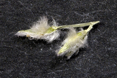 Digitaria hubbardii