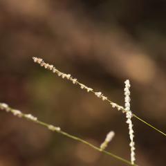 Digitaria hubbardii