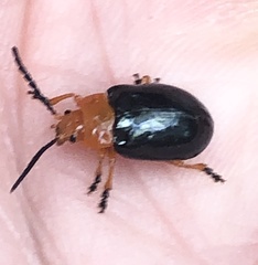 Lamprolina simillima