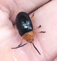 Lamprolina simillima