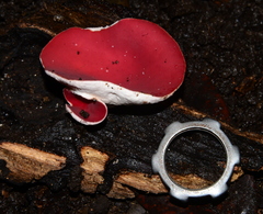 Phillipsia subpurpurea