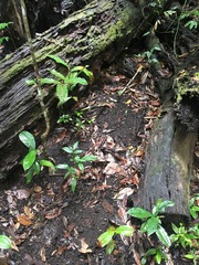 Phillipsia subpurpurea