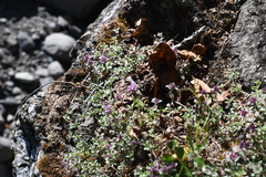 Thymus reverdattoanus