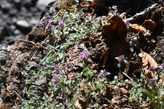Thymus reverdattoanus