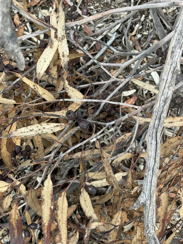 Ridge-fruited mallee