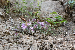 Thymus reverdattoanus
