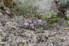Thymus reverdattoanus
