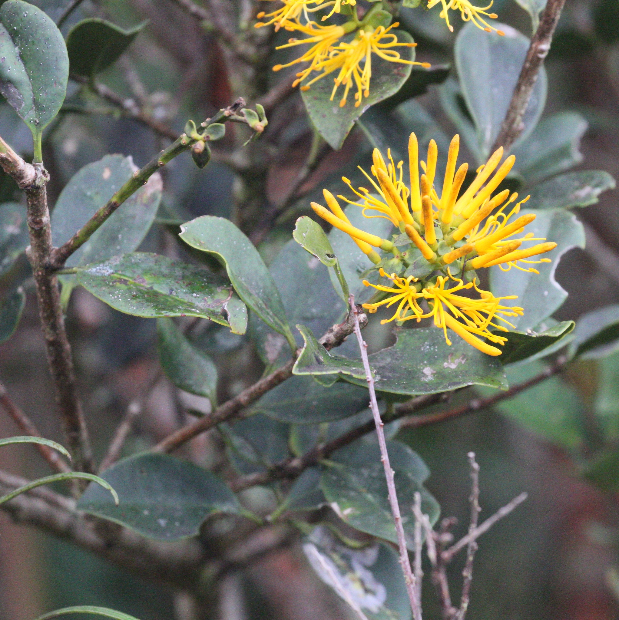 Gaiadendron image