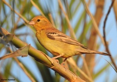 Sudan Golden Sparrow photo 3