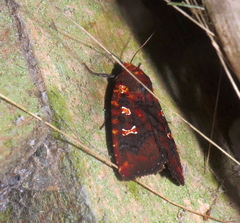 Calymniodes