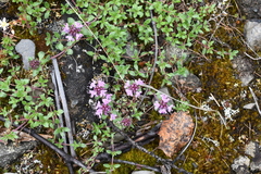 Thymus reverdattoanus