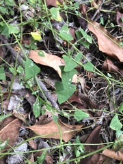 Chenopodium trigonon