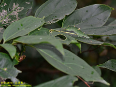 Hestina assimilis formosana