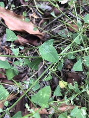Chenopodium trigonon