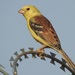 Sudan Golden Sparrow - Photo (c) Karim Haddad, some rights reserved (CC BY), uploaded by Karim Haddad